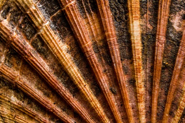 Sea shell achtergrond — Stockfoto