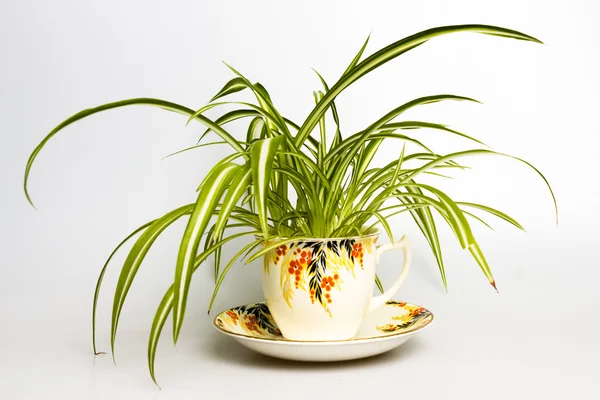 蜘蛛植物在复古茶杯子 — 图库照片