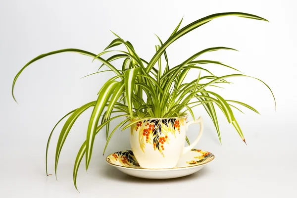 Spider plant in retro tea cup — Stock Image Spider plant in retro tea cup Stock Picture