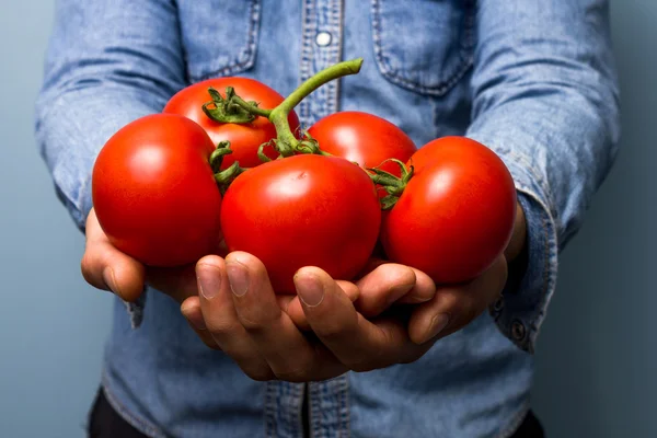 Hombre sosteniendo tomates en la vid — Foto de Stock