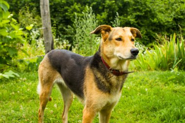 Alman çoban karıştırmak köpek bahçede