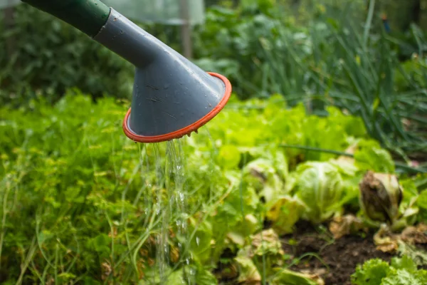 Gießkanne tropft Wasser auf Gemüse — Stockfoto