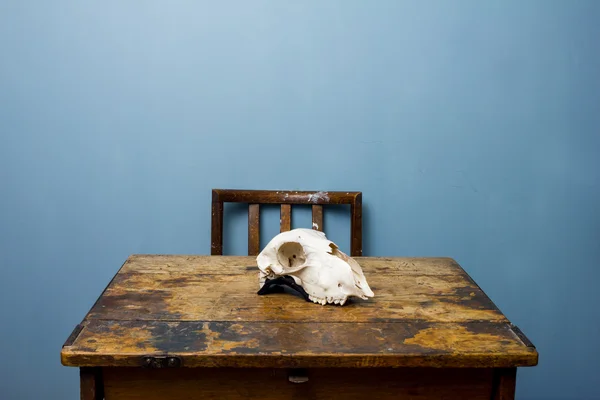 Chair and desk with a goat skull — Stock Photo, Image