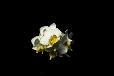 Beyaz Orkide yakın çekim