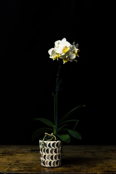 Lang stemmed Witte orchidee — Stockfoto