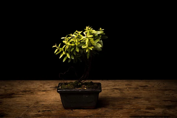 Pequena árvore de bonsai em vaso cerâmico — Fotografia de Stock