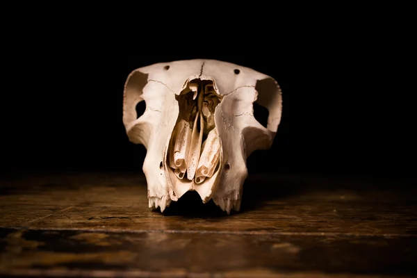 Front view of goat's skull — Stock Photo, Image