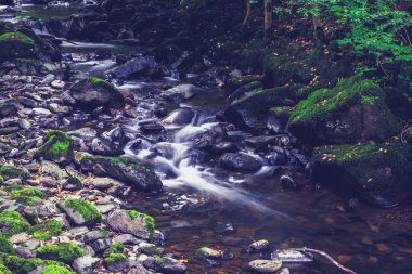 orman içinde akan su