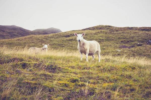 Moutons dans le paysage de montagne — Photo