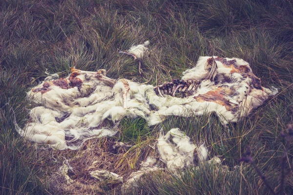 De overblijfselen van een opgesplitste schapen, alleen wol en botten links — Stockfoto