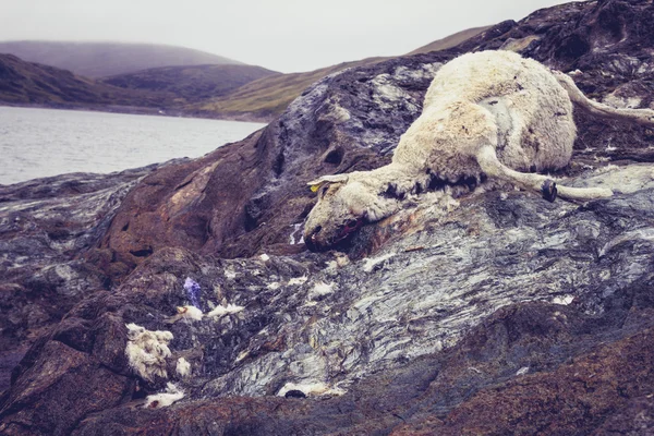Dead and decomposing sheep near water — Stock Photo, Image