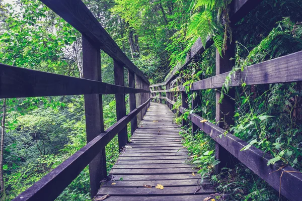 Ponte in legno nella foresta — Foto Stock