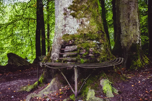 Árbol viejo con un banco oxidado — Foto de Stock