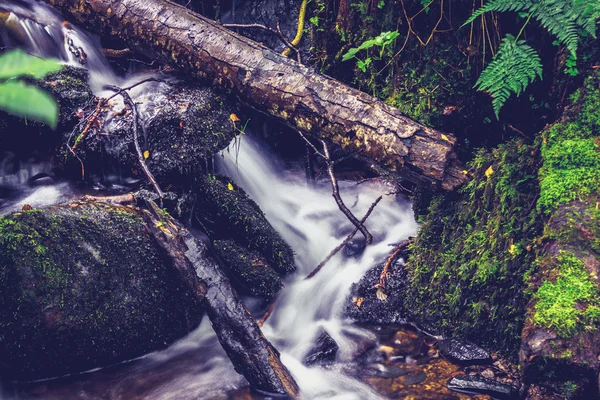Primer plano sobre el agua corriente en el bosque —  Fotos de Stock