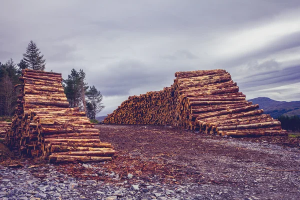 Logs against a gloomy sky — Stock Photo, Image