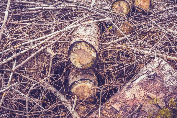 Cut down trees and branches — Stock Photo, Image