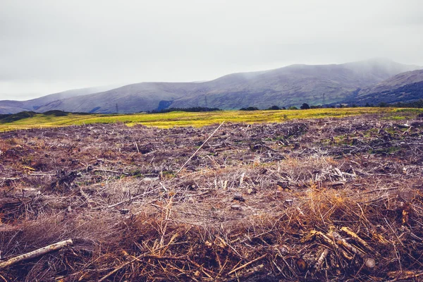 Düstere Landschaft mit gefällten Bäumen — Stockfoto