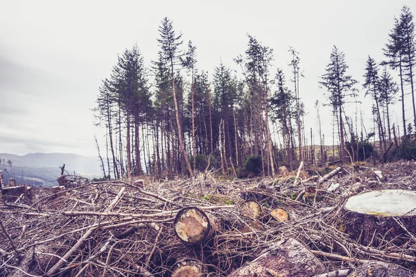 Nedhugget skog – stockfoto