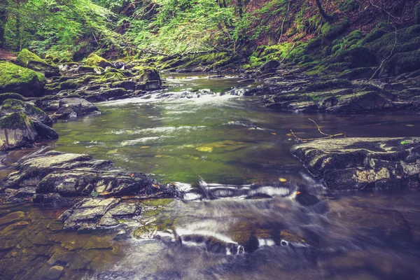 Cours d'eau en forêt — Photo