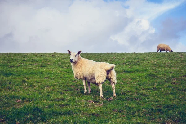 Les moutons dans le paysage rural vert — Photo