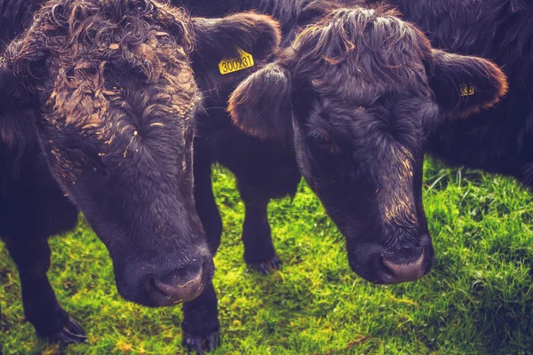 Dos vacas negras en el campo —  Fotos de Stock