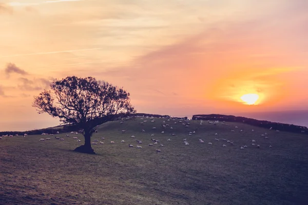 Sunset over field with sheep in the distance — Stock Photo, Image