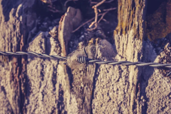 Laine capturée sur fil barbelé — Photo