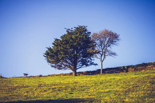 Deux arbres contre le ciel bleu — Photo