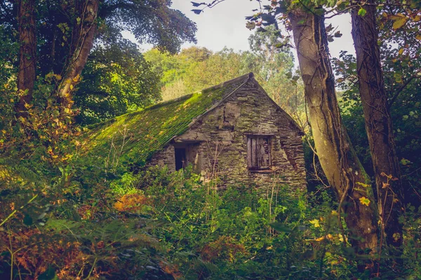 森の中の小屋を捨て — ストック写真