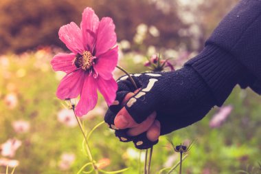 Hand in skeleton glove is violently grabbing flower with bee clipart