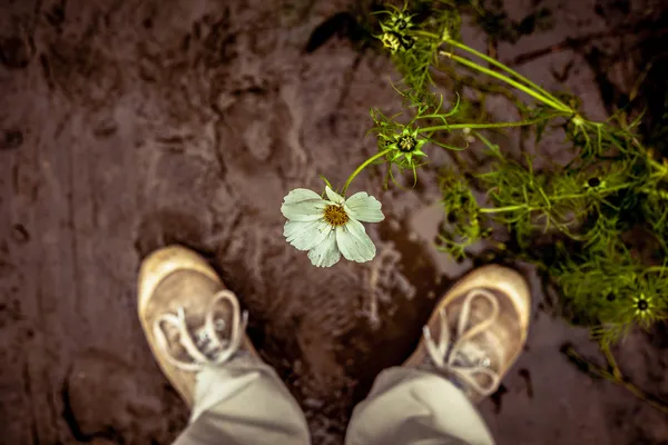 Pessoa a olhar para uma flor — Fotografia de Stock