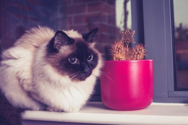 kaktüs ile pencere üzerinde oturan birman kedisi