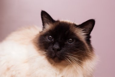 safkan birman kedisi