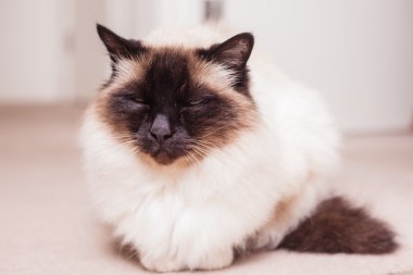 Koridorda oturan birman kedisi