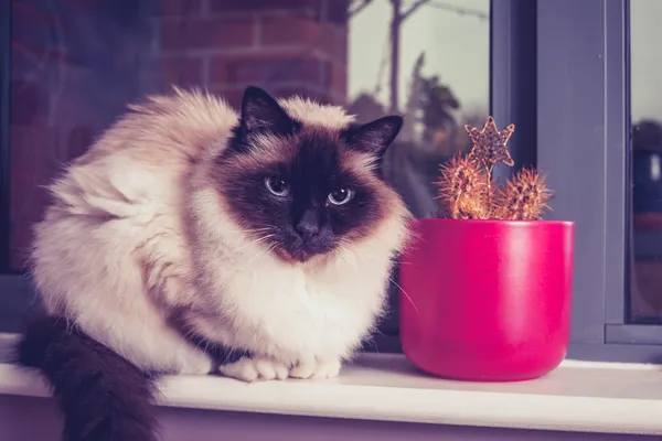 Birman gato sentado no peitoril da janela com cacto — Fotografia de Stock