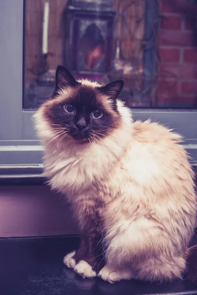 ドアのそばに座ってバーマン猫 — ストック写真
