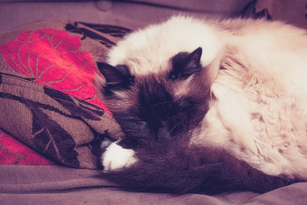 Pluizig Birmaan kat slapen op de Bank — Stockfoto