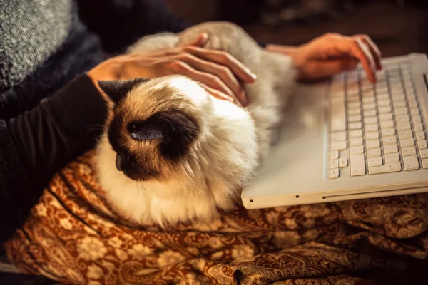Kvinna som arbetar på laptop med hennes birman katt — Stockfoto