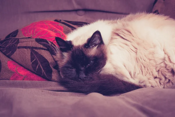 Fluffiga birman katt som sover på soffan — Stockfoto