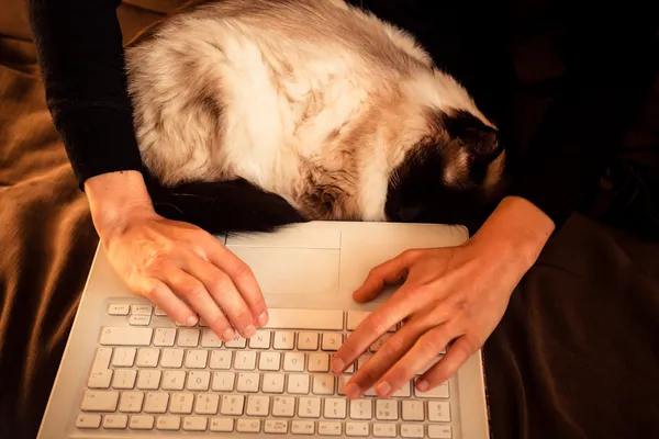 Katt som sover på kvinnans knä medan hon arbetar på laptop — Stockfoto