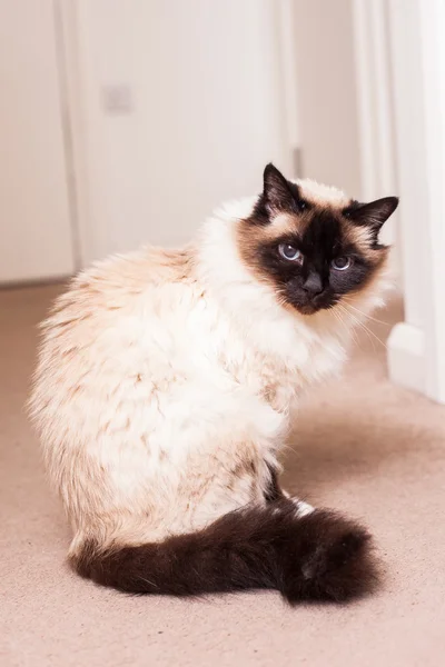 Birman cat sitting in hallway — Stock Photo, Image