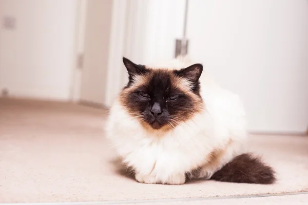 Birman gato sentado no corredor — Fotografia de Stock