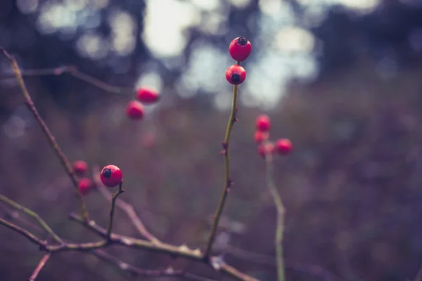 Rozenbottels groeien op bush in de winter — Stockfoto