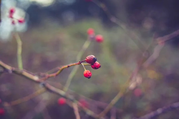 Églantier poussant sur le buisson en hiver — Photo