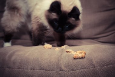 kedi tüy yumağı Divan yukarı atma