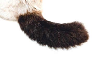birman kedinin kuyruğunu detay