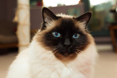 evde Birman kedisi