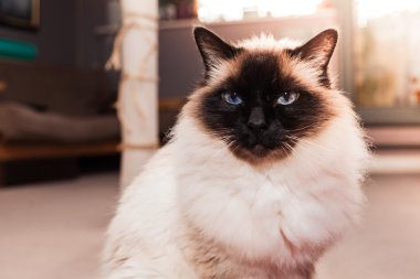 güneşli günde evde Birman kedisi