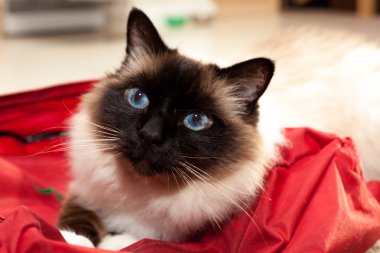 evde bir çanta üzerinde Birman kedisi