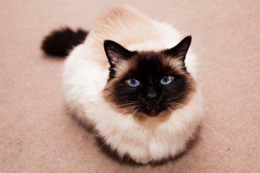 Birman kedisi evde halı